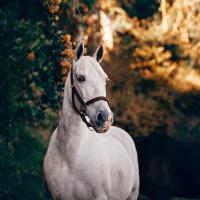 Veterinarias Sin datos  YEGUA PERUANA